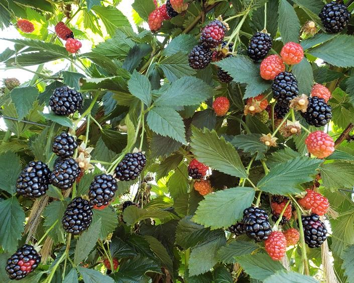 blackberries